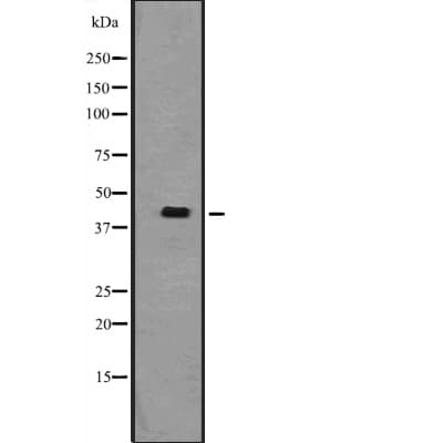 TAF7L Antibody