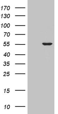 BRUNOL6 / CELF6 Antibody (clone OTI2A9)