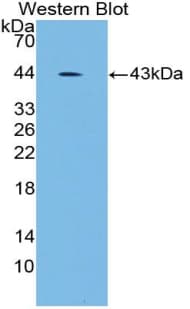 GYPC / Glycophorin C Antibody (aa1-95)