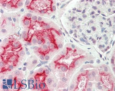 SLC7A7 Antibody (aa179-228)