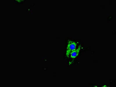 Polyclonal Rabbit anti-Human NGN / Neogenin Antibody (IHC, IF)