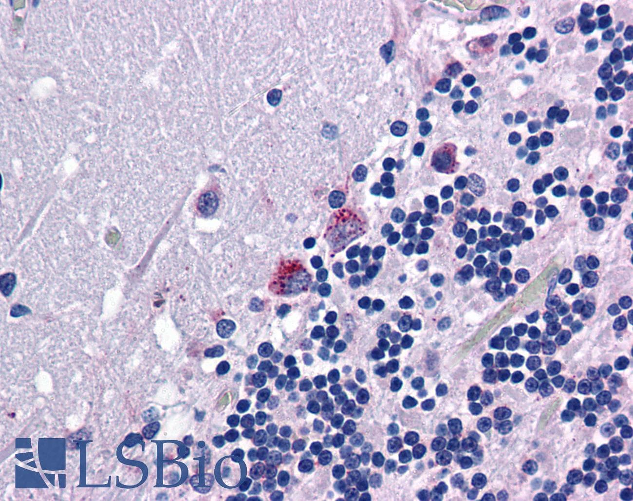 IHC-plus™ PRODH Antibody (aa84-98)