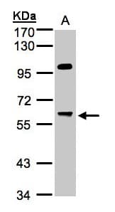 IHC-plus™ PPP1R16A Antibody (aa83-464)