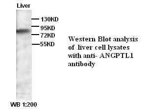 Polyclonal Rabbit anti-Human ANGPTL1 Antibody (C-Terminus, WB)