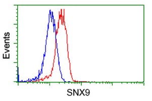 SNX9 / WISP Antibody (clone OTI2G4)