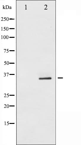 CDK2 Antibody