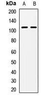 NAA25 Antibody