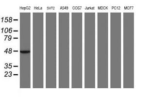 Monoclonal Mouse anti-Human MRPS27 Antibody (clone OTI3B9, IHC, WB)