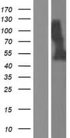 CRELD2 Protein (Over-Expression Lysate Myc-DDK (Flag))