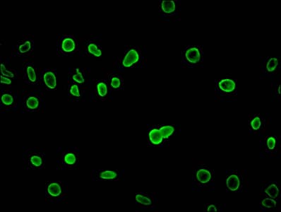 HIST1H4I Antibody