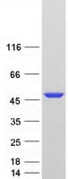 Human BZW2 Protein (Recombinant Myc-DDK (Flag))