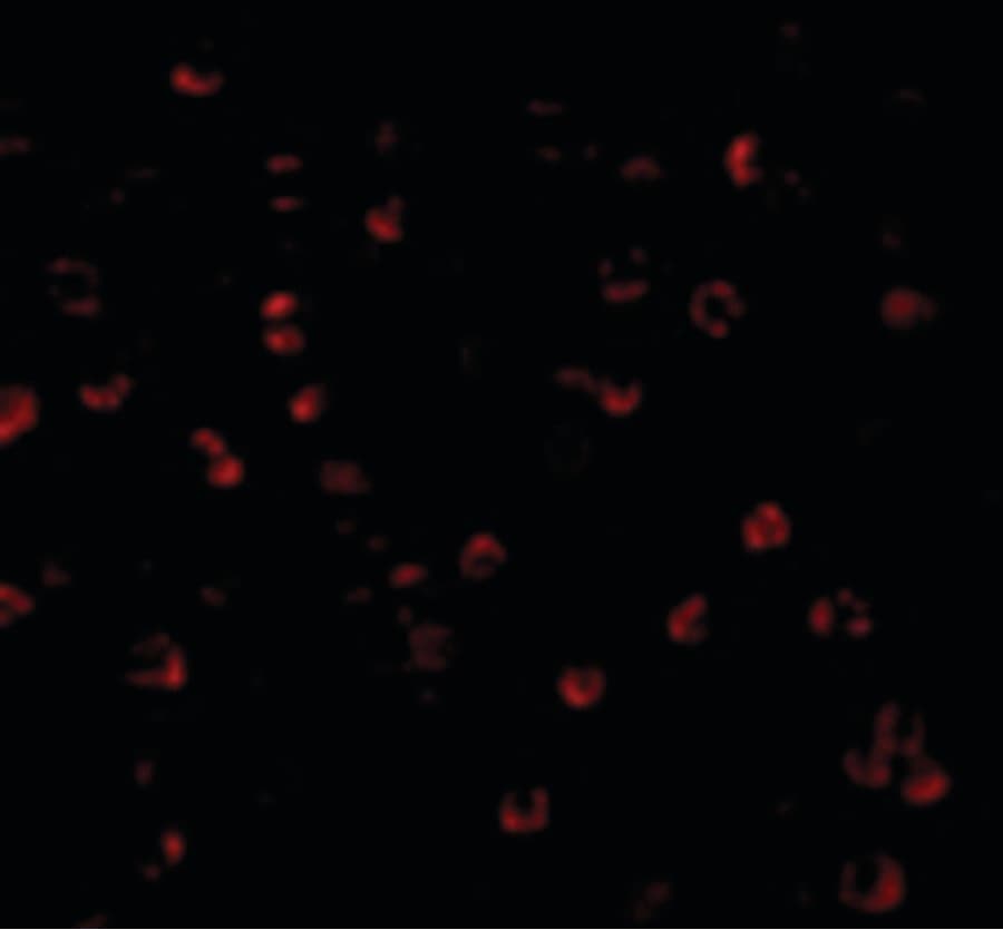 IHC-plus™ Polyclonal Rabbit anti-Human Apg7 / ATG7 Antibody (IHC, IF, WB)