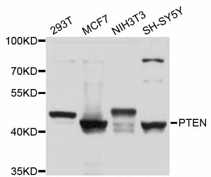 PTEN Antibody