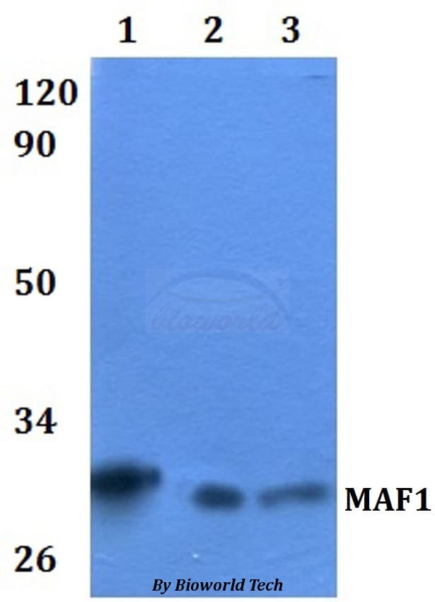 Polyclonal Rabbit anti-Human MAF1 Antibody (WB)