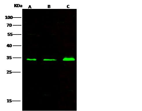 VDAC1 / PORIN Antibody (Preservative Free)