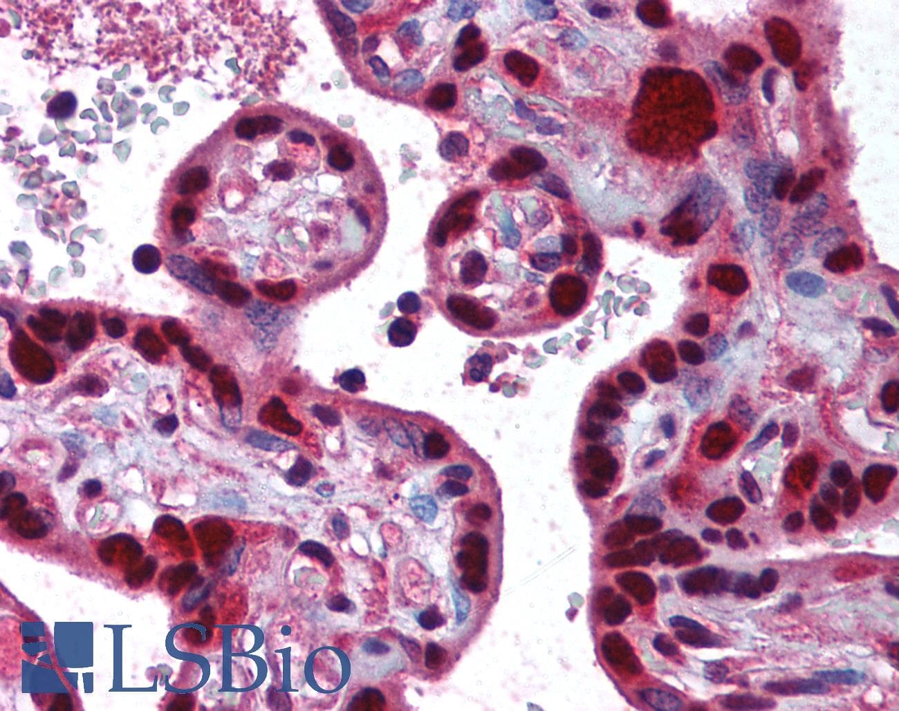 IHC-plus™ DNMT / DNMT1 Antibody (aa177-550)