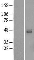 HS3ST5 / 3OST5 Protein (Over-Expression Lysate Myc-DDK (Flag))