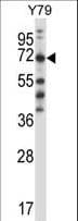 FARSB Antibody (aa535-564)
