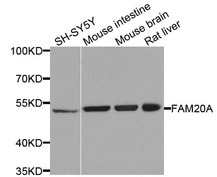 IHC-plus™ FAM20A Antibody