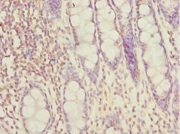 FAM48A / P38IP Antibody