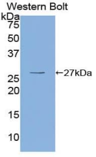 OIT3 Antibody (aa297-506)