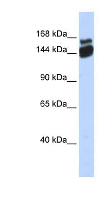 ZBED9 / SCAND3 Antibody (N-Terminus)