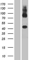 GPR137C / TM7SF1L2 Protein (Over-Expression Lysate Myc-DDK (Flag))