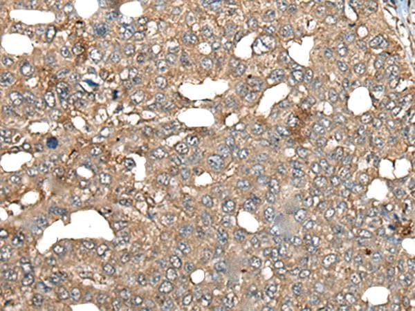 BRD9 Antibody