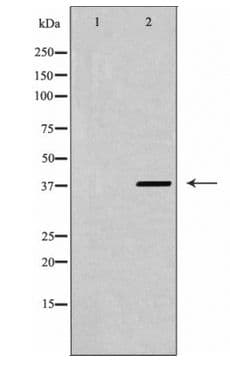 CXCR4 Antibody