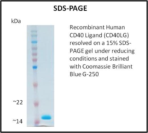 Human CD40L Protein (Recombinant)