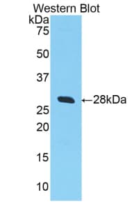 SELL / L-Selectin / CD62L Antibody (aa94-332)