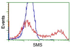 SMS / Spermine Synthase Antibody (clone OTI2G8)