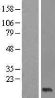 XAGE2 Protein (Over-Expression Lysate Myc-DDK (Flag))