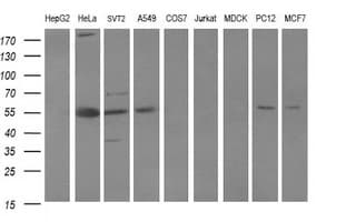 POU5F1 / OCT4 Antibody (clone OTI7H1)