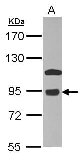 COG7 Antibody