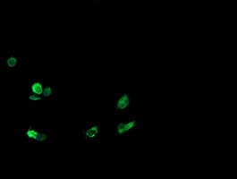 CD1C Antibody (clone OTI5B8, Carrier-free)