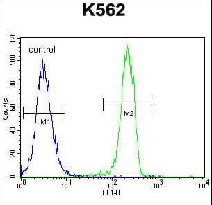 Polyclonal Rabbit anti-Human CT45A1 Antibody (aa1-30, WB)