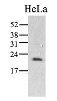 IHC-plus™ PPIC / Cyclophilin C Antibody (clone AT3C6)