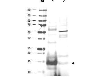 IHC-plus™ Polyclonal Goat anti-Human UBE2N / UBC13 Antibody (IHC, WB)