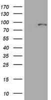 MFN1 Antibody (clone OTI4D11)