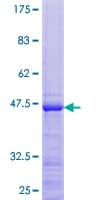 Human RPL26L1 Protein (Recombinant GST)