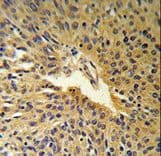 COG2 Antibody (aa96-124)