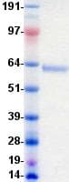 Human EPHA8 / EPH Receptor A8 Protein (Recombinant DDK (Flag)-His, C-terminus)