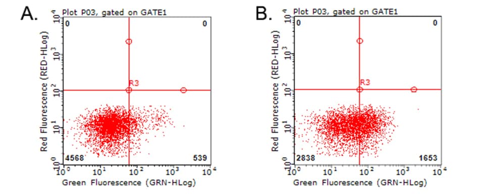 HAVCR2 / TIM-3 Antibody (clone OTI4E4)