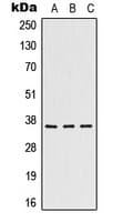HMOX2 / Heme Oxygenase 2 Antibody (N-Terminus)