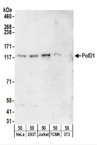 Polyclonal Rabbit anti-Human POLD1 Antibody (aa850-900, WB)