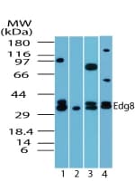 Polyclonal Rabbit anti-Human S1PR5 / EDG8 / S1P5 Antibody (IHC, WB)