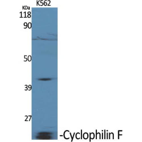 PPIF / Cyclophilin F Antibody (60-140 aa, Internal)