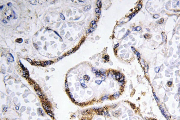 FBLN4 / EFEMP2 Antibody (Asp123)