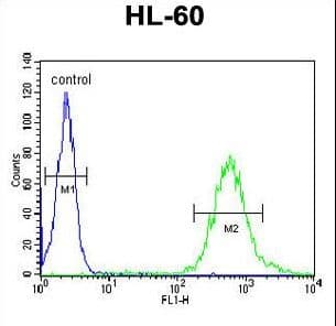 Polyclonal Rabbit anti-Human WDTC1 Antibody (aa487-516, WB)